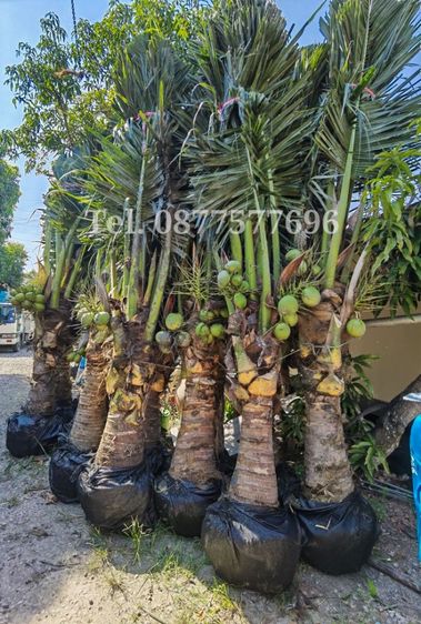 ต้นมะพร้าว​ขุดล้อม​ 1.5​ เมตร