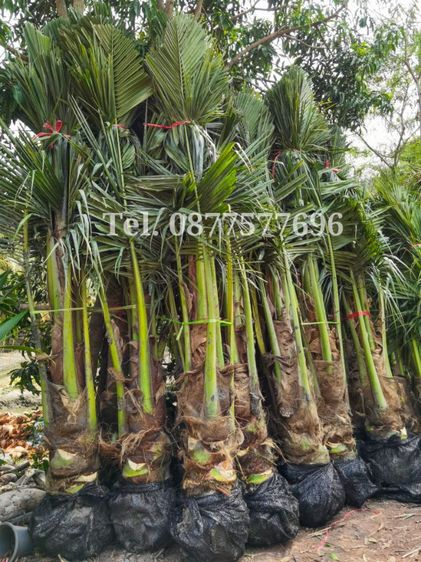 ต้นมะพร้าวขุดล้อม​ อายู  3​ ปี