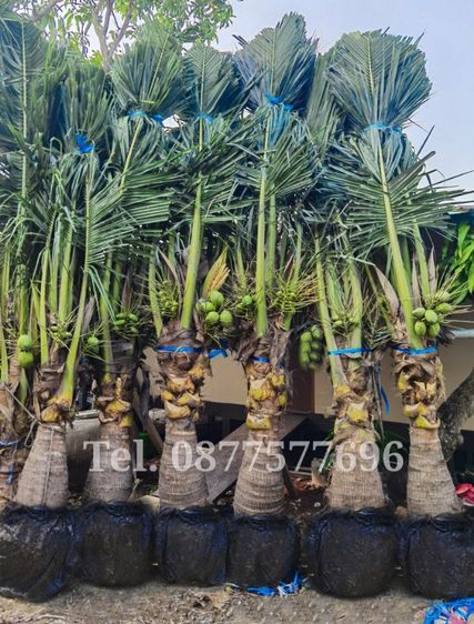 ต้นมะพร้าว​ขุด​ล้อม​ 1​ เมตร