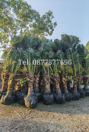 ต้นมะพร้าว​น้ำหอมขุดล้อม​ 3​ ปีครึ่ง