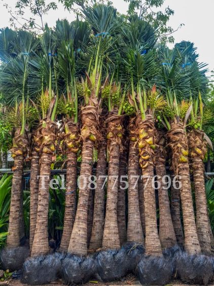 ต้นมะพร้าว​ขุดล้อม​ 3​ เมตร​