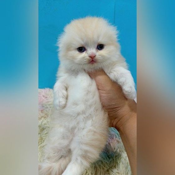 เด็กหญิงสก็อตติช