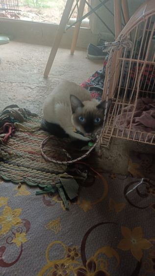 หาผู้ดูแลน้องวิเชียรมาศ รูปที่ 7