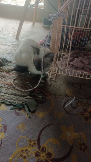 หาผู้ดูแลน้องวิเชียรมาศ รูปที่ 9