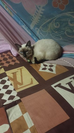 หาผู้ดูแลน้องวิเชียรมาศ รูปที่ 6