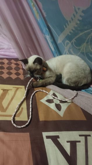 หาผู้ดูแลน้องวิเชียรมาศ รูปที่ 3