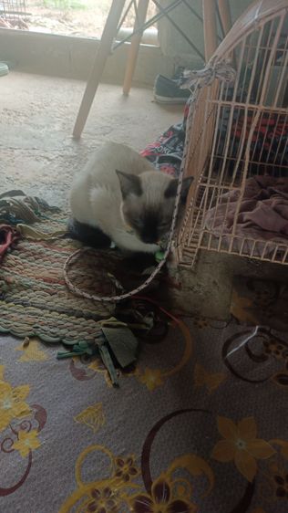 หาผู้ดูแลน้องวิเชียรมาศ รูปที่ 8