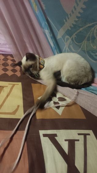 หาผู้ดูแลน้องวิเชียรมาศ รูปที่ 5