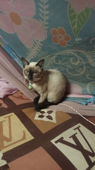 หาผู้ดูแลน้องวิเชียรมาศ รูปที่ 2