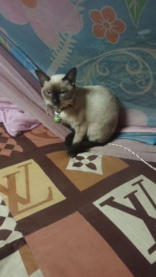 หาผู้ดูแลน้องวิเชียรมาศ รูปที่ 4