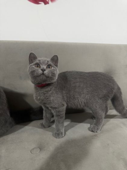 บริติช บลู พร้อมย้าย รูปที่ 7