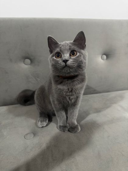 บริติช บลู พร้อมย้าย