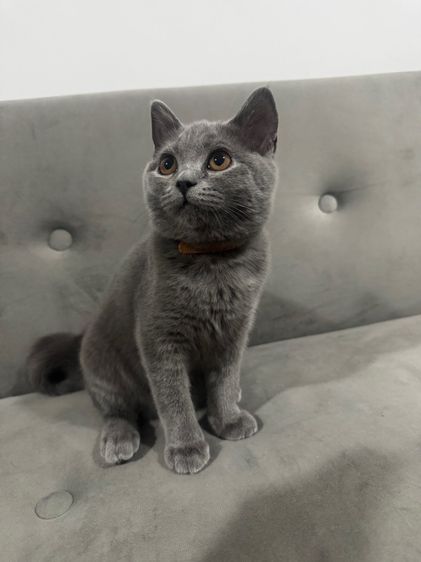 บริติช บลู พร้อมย้าย รูปที่ 3