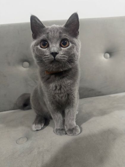 บริติช บลู พร้อมย้าย รูปที่ 4