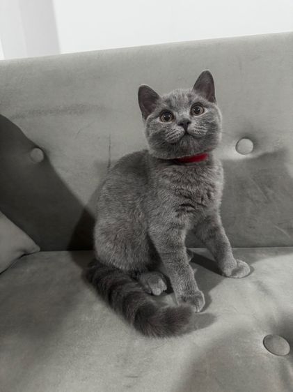 บริติช บลู พร้อมย้าย รูปที่ 5