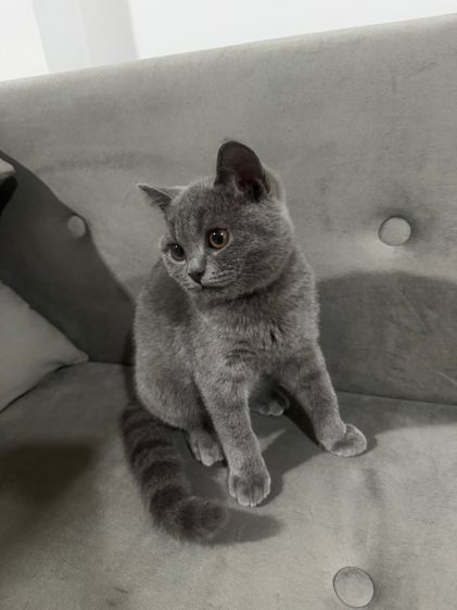 บริติช บลู พร้อมย้าย รูปที่ 6