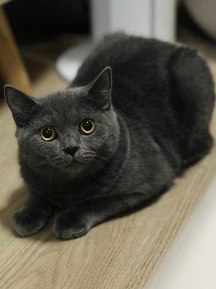 แมวสก็อตติชพร้อมย้าย รูปที่ 14