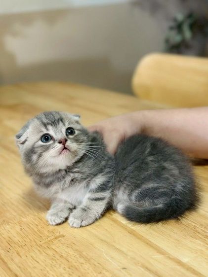 แมวสก็อตติชพร้อมย้าย รูปที่ 5