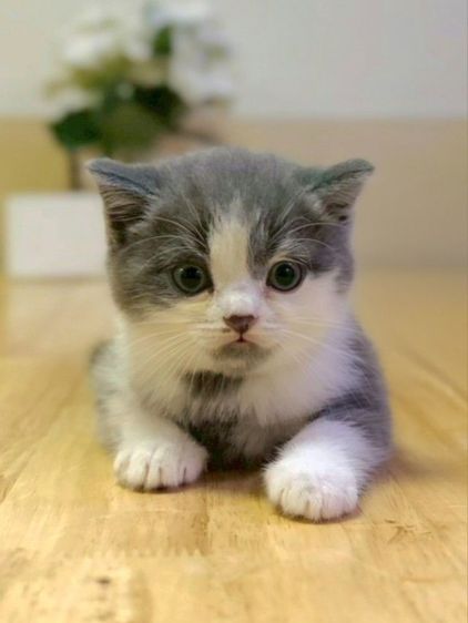 แมวสก็อตติชพร้อมย้าย รูปที่ 11