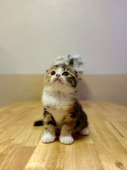 แมวสก็อตติชพร้อมย้าย รูปที่ 9