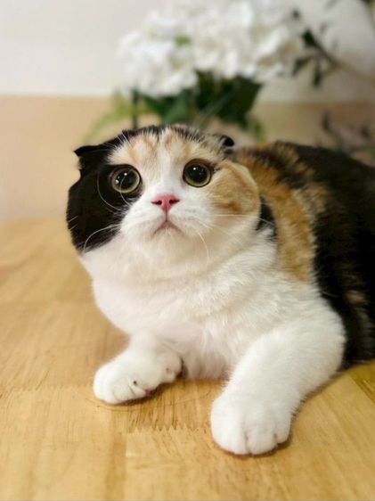 แมวสก็อตติชพร้อมย้าย รูปที่ 6