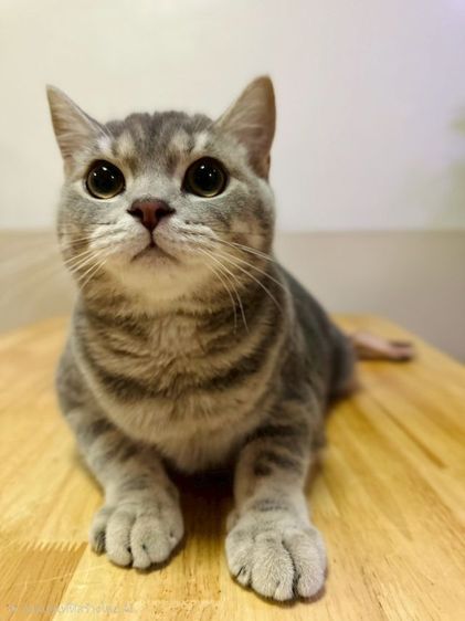 แมวสก็อตติชพร้อมย้าย รูปที่ 13