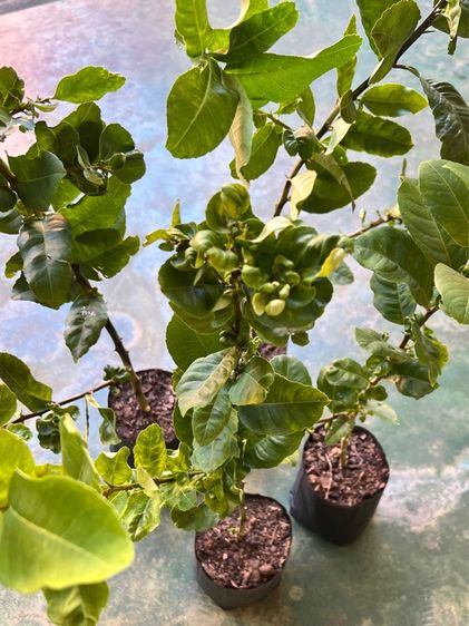 กิ่งตอนเลม่อนยูเรก้า รูปที่ 2