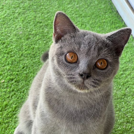 บริติชแท้ ค่าเทอมพิเศษ  รูปที่ 3