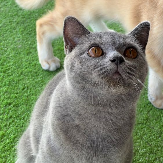 บริติชแท้ ค่าเทอมพิเศษ 