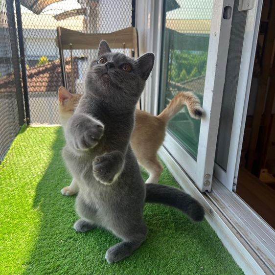 บริติชแท้ ค่าเทอมพิเศษ  รูปที่ 4