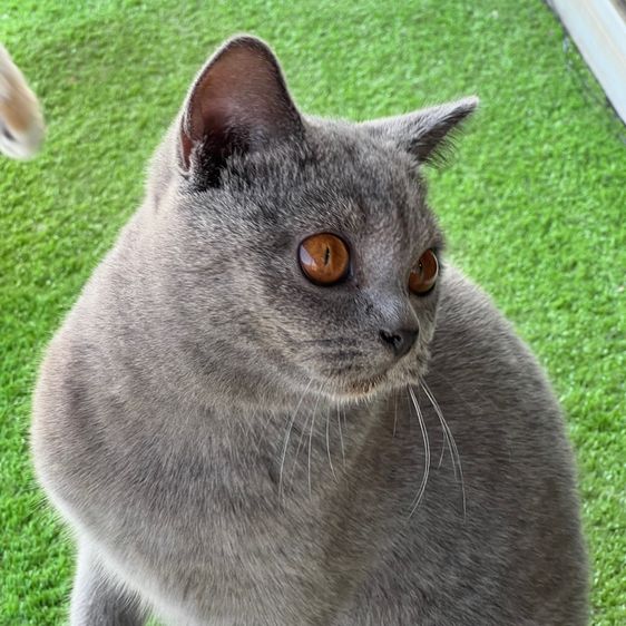 บริติชแท้ ค่าเทอมพิเศษ  รูปที่ 2