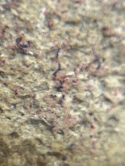 พระสมเด็จวัดระฆังพิมพ์ปกโพธิ์ เนื้อเก่าสวยเป็นธรรมชาติ(06) รูปที่ 14