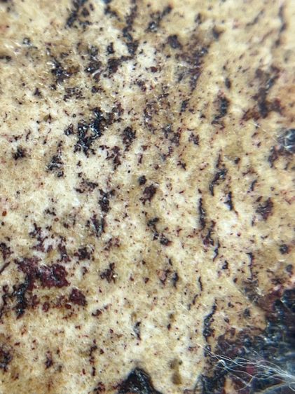 พระสมเด็จวัดระฆังพิมพ์ใหญ่จุ่มรักน้ำเกลี้ยงหลังก้างปลา(01) รูปที่ 16