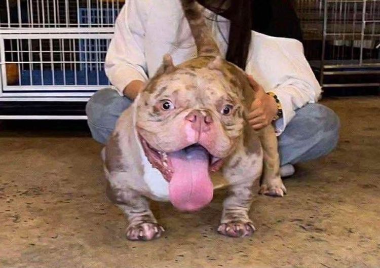 บลูลี่ รูปที่ 14