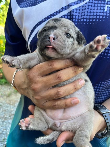 บลูลี่ รูปที่ 3