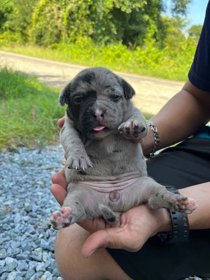 บลูลี่ รูปที่ 8