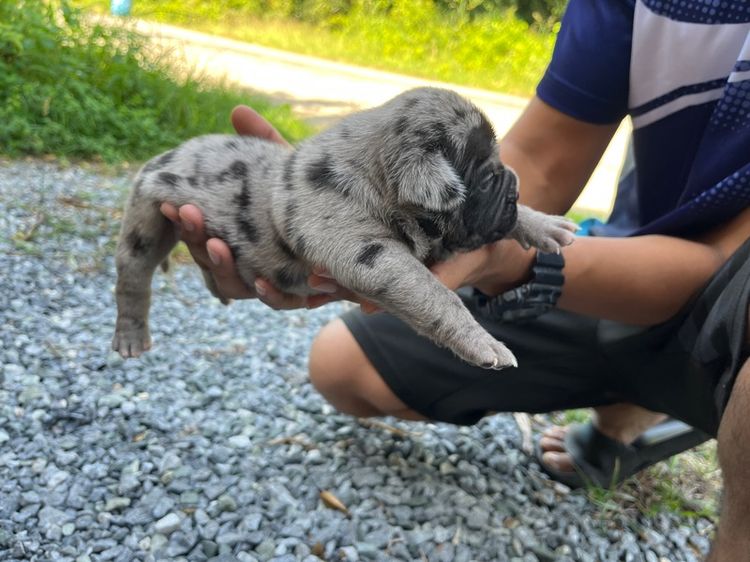 บลูลี่ รูปที่ 9