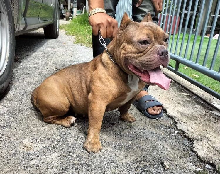 บลูลี่ รูปที่ 15