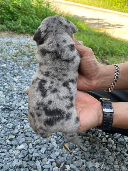 บลูลี่ รูปที่ 10