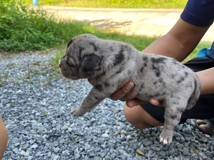 บลูลี่ รูปที่ 11