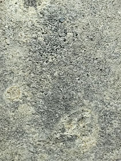 เนื้อว่านหลวงปู่ทวด รูปที่ 12