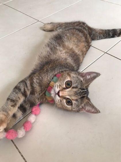 แมวสก็อตติช รูปที่ 3