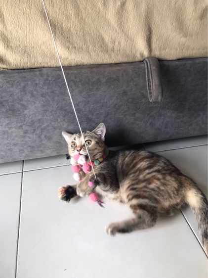 แมวสก็อตติช รูปที่ 4