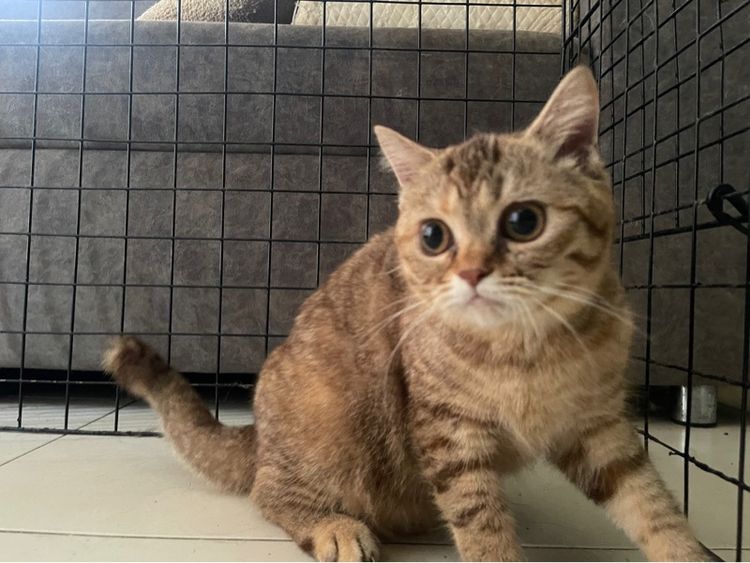 แมวสก็อตติช รูปที่ 2