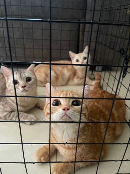 สก็อตติช โฟลด์ (Scottish Fold) แมวสก็อตติช