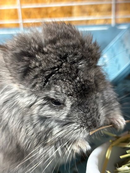 ชินชิล่า รูปที่ 3