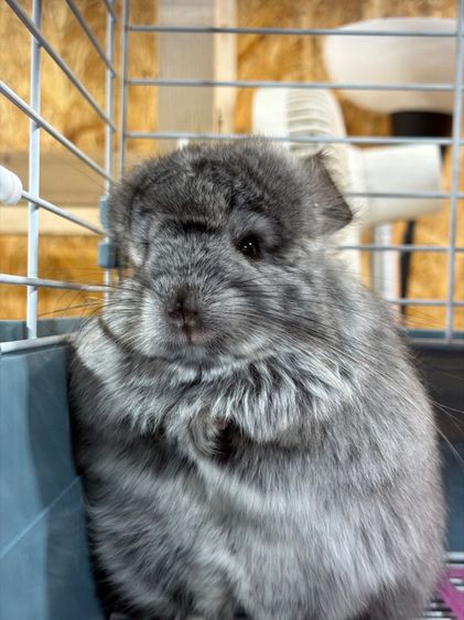 ชินชิล่า