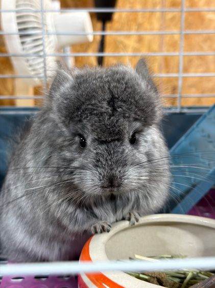 ชินชิล่า รูปที่ 2