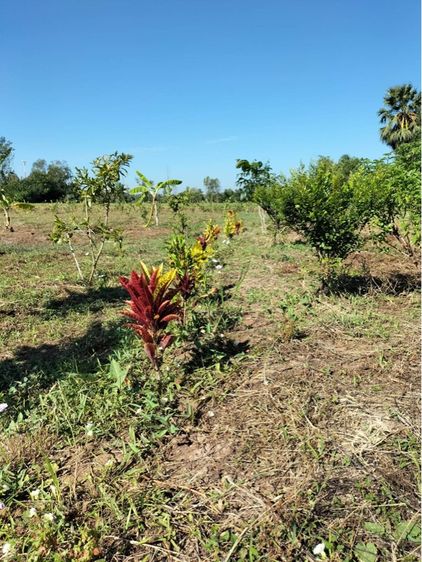 ไม่ใช่ ที่ดินพร้อมสวน รูปที่ 4