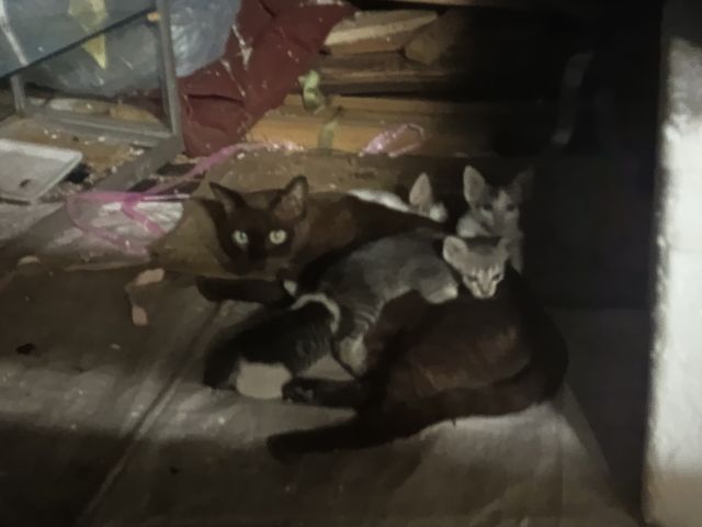 ลูกแมว  2 เดือน รูปที่ 7